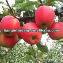 Поставки 2012 Китай дешевое яблоко